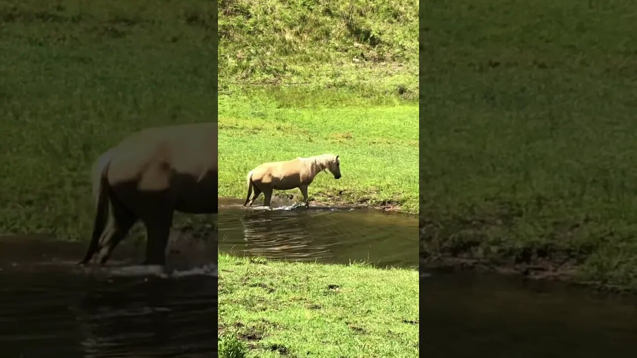 Palomino brumby 💕