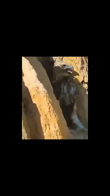 Birds Fight #Shorts #ytshorts #UbertainmentFun