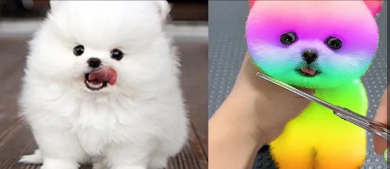 Aww😍cute Pomeranian dogs