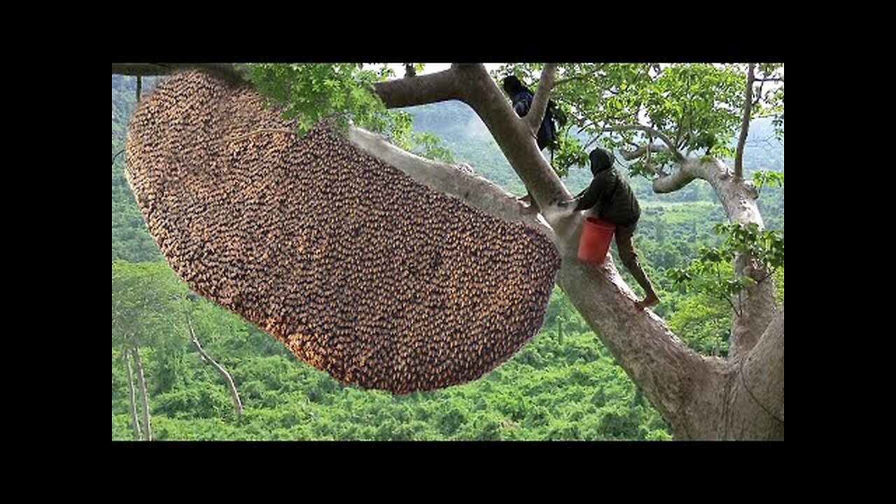 Primitive Technology_ Amazing Catch A Giant HoneyBee For Food On The Big Tree