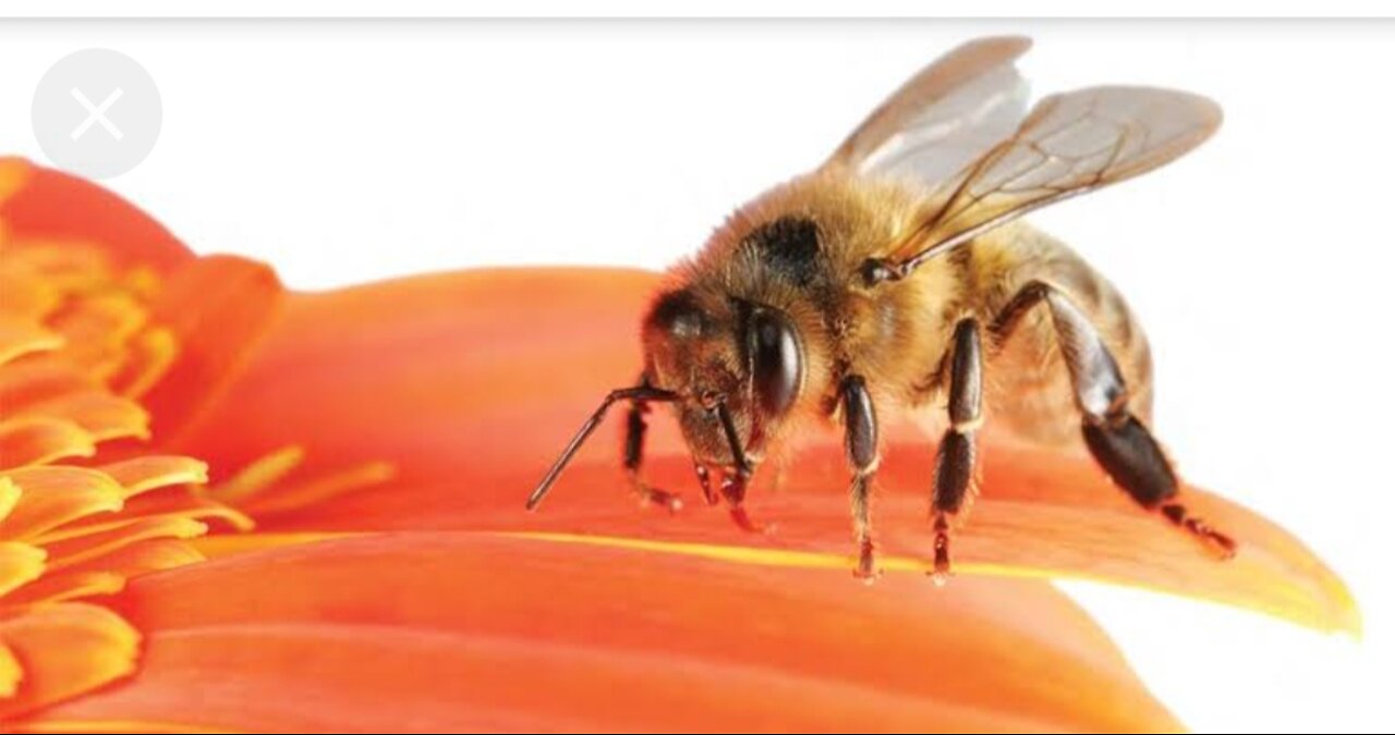 Honey Singh omicron ko takkar