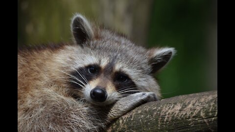 Raccoon raises its paws to save the woman in the water very cute