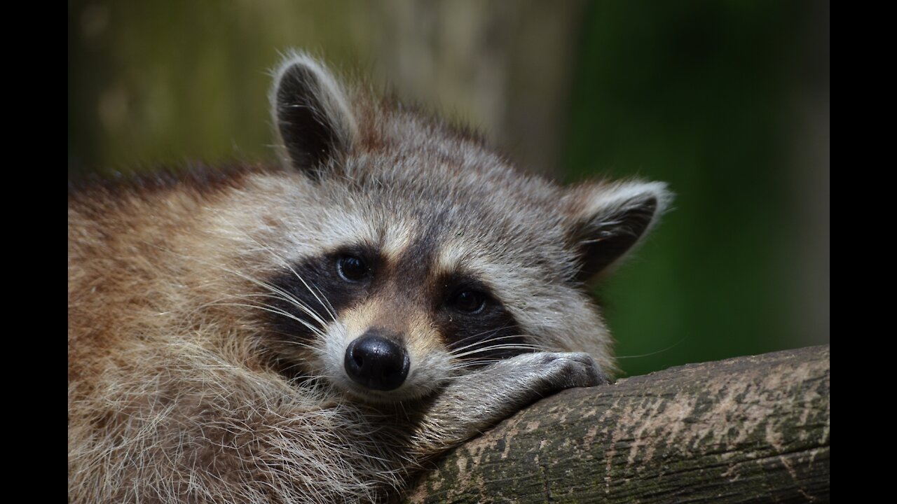 Raccoon raises its paws to save the woman in the water very cute