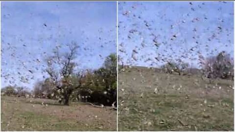 Invasione di cavallette in Argentina