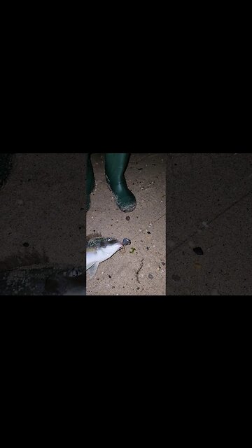 How to tell it is a Female Porgy?💃💃