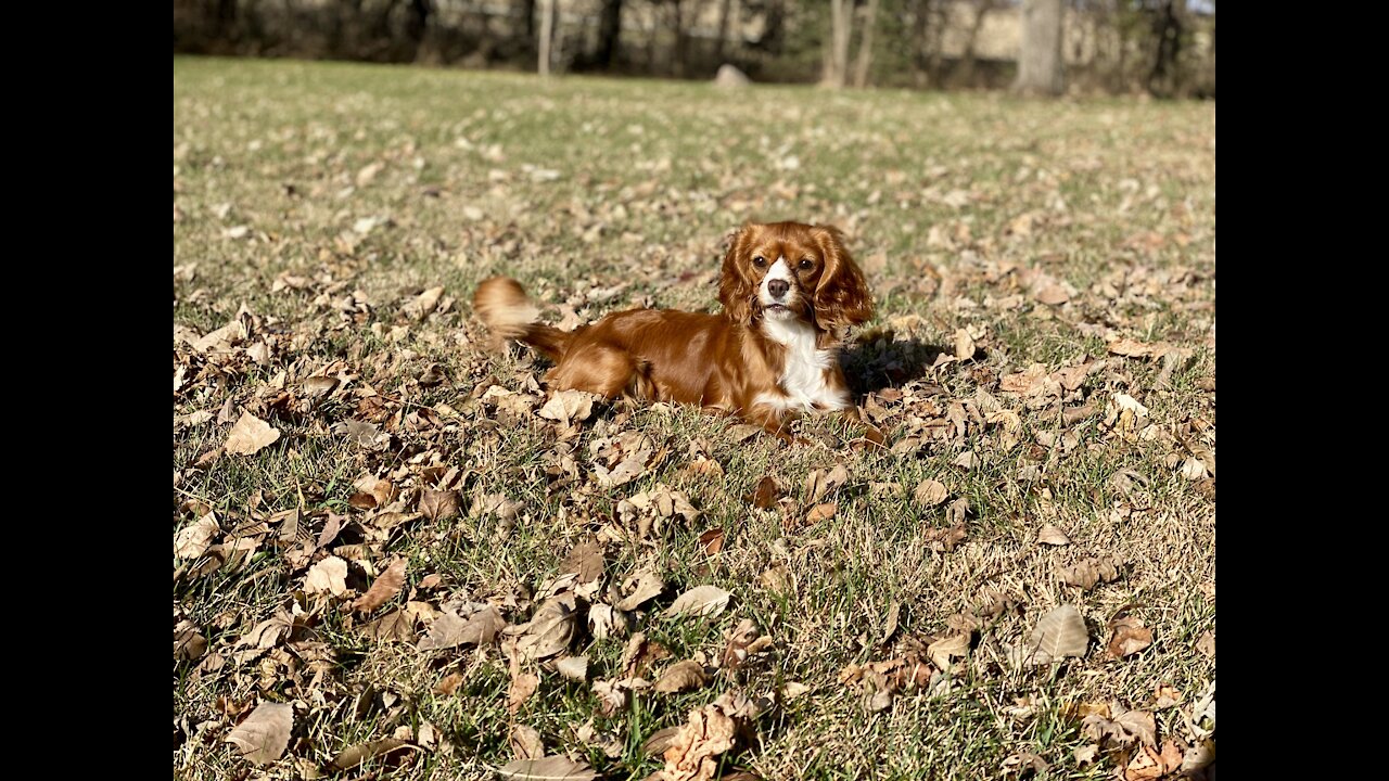 Punkin the Cavalier King Charles Spaniel