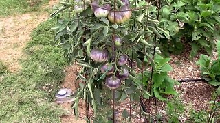 Some of the Tomatoes I've Grown - If You Like Tomatoes You Will Enjoy This