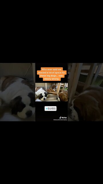 Silly St Bernards #dog #dogs #sillyfunnyvideos #sleepingdogs #saintbernard