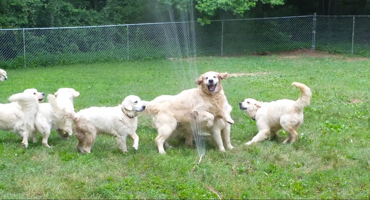 Seven Golden Retrievers Playing With A Sprinkler Is All You Need To See Today