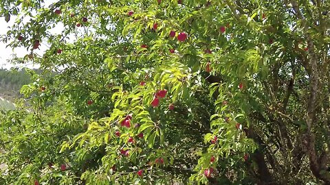 Fruit Trees Ride