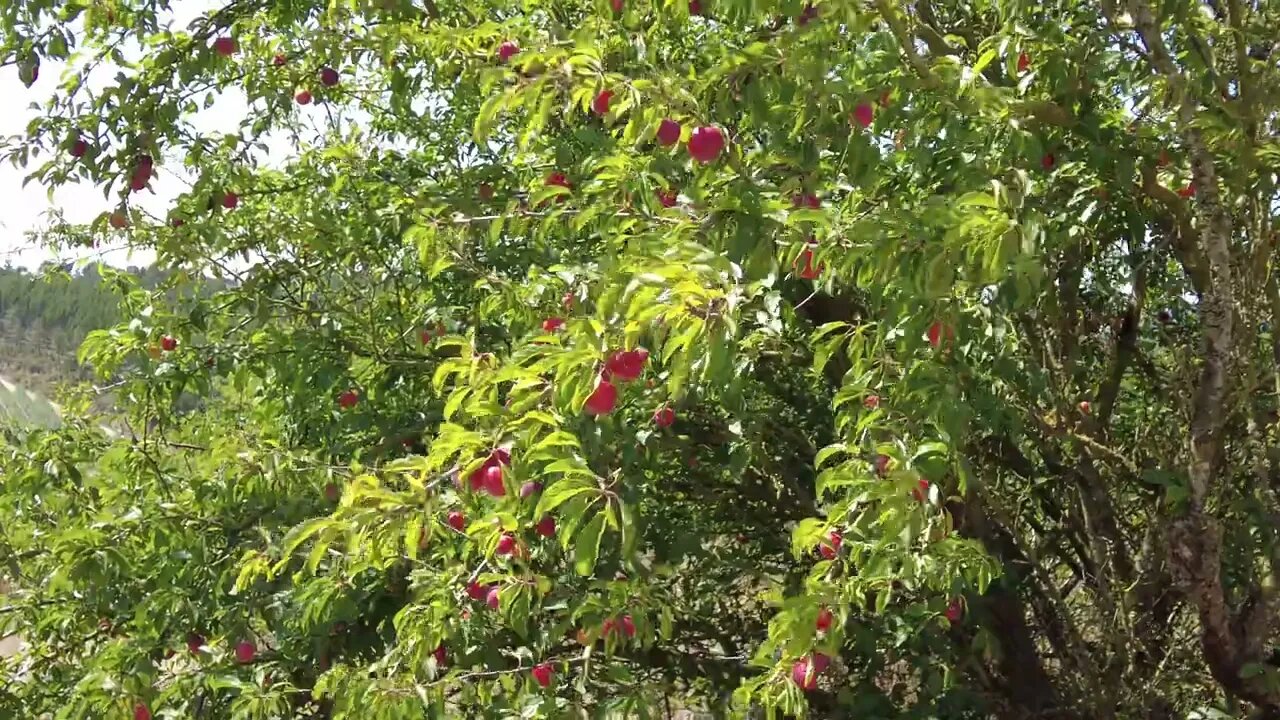 Fruit Trees Ride