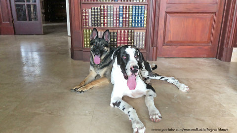 Cat Ignores Great Dane and German Shepherd ~ Cats Rule