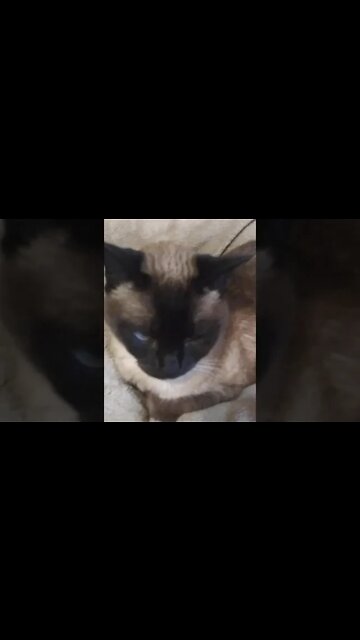 ERNASTINE WE NEED VIEWS NOW