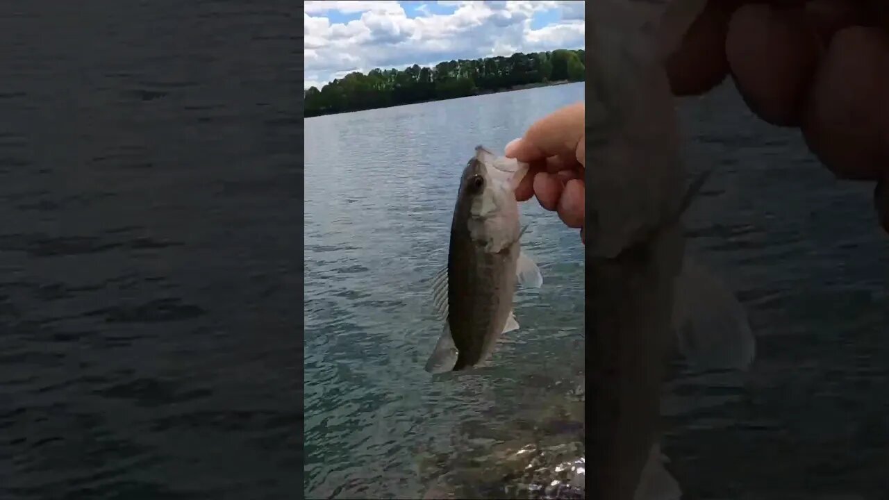 Bank fishing at Rankin Lake, Gastonia NC #fishing