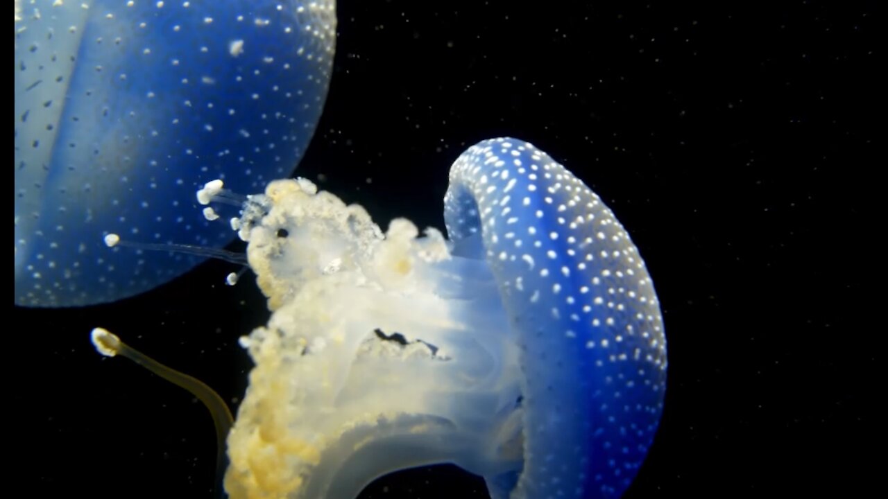 BEAUTIFUL AND DANGEROUS SEA Jellyfish