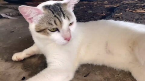Cute Baby Cats - Cute and Funny Cat Videos 1