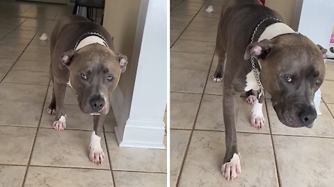 Dogs cannot hide their guilt even before being caught
