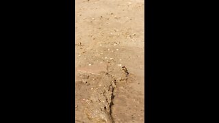 Hornet making a building block for their house