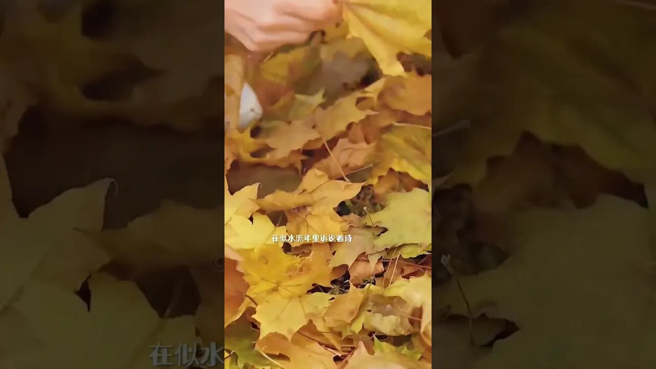 秋的魂,是空灵的,平淡悠远,在似水流年里诉说着诗歌和远方。秋的心,是丰硕的,成熟沉淀,在春华秋实里描述着喜悦和收获。这样的秋,这样的美,空水澄鲜一色秋,白云红叶两悠悠,极