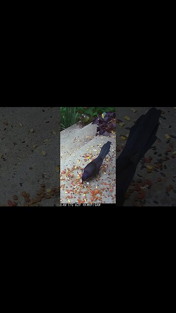 The Grackle Crunches The Peanut! 🥜