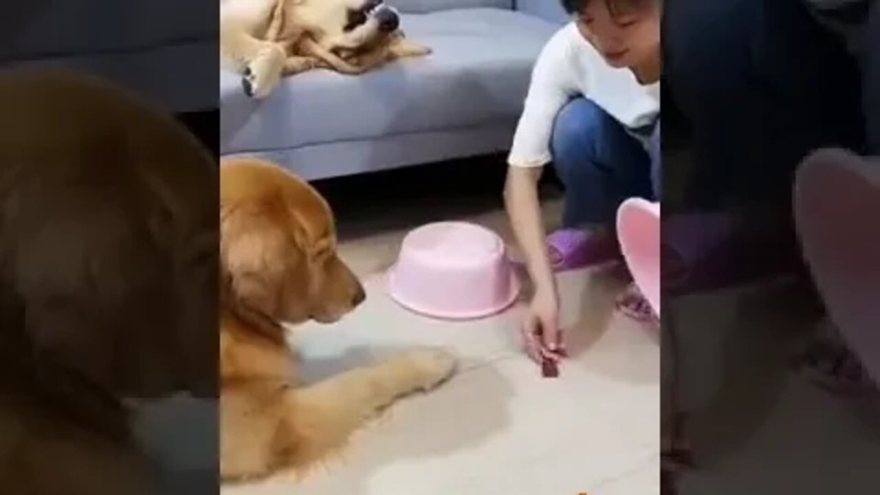 animais engraçados 2022 #shorts