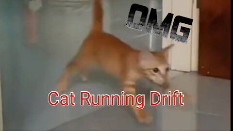 cute cat running drift