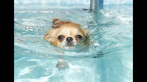 cute puppy chihuahua is learning how to swim