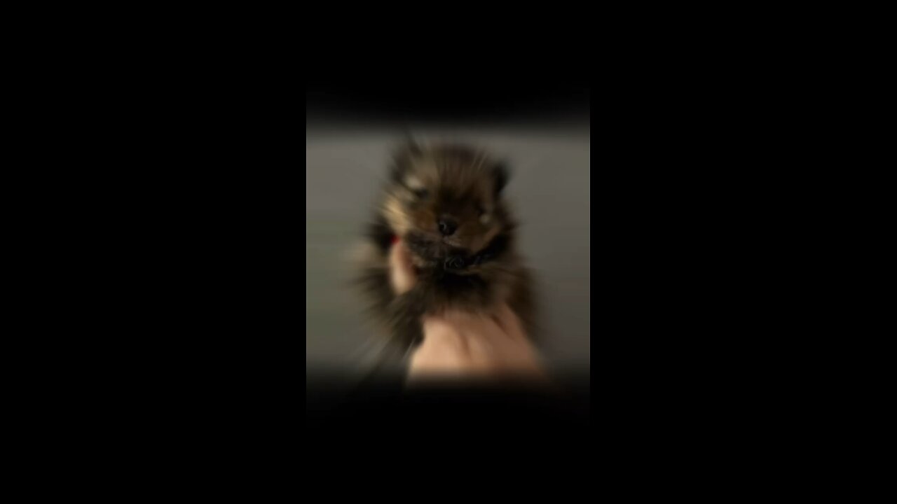 Adorable Little Pomeranian Puppy!