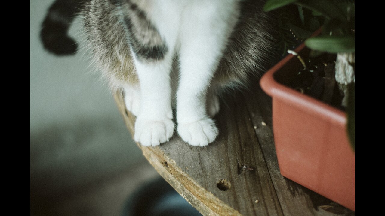 Kitten imitates the same movements that its owner makes with her cute paw