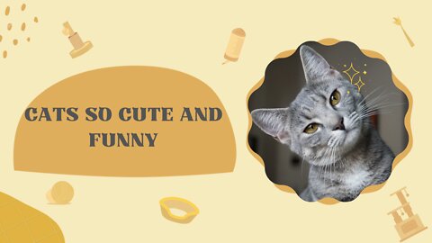 Very funny and special cats