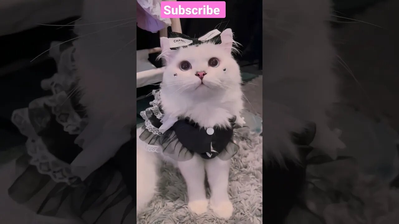 2023 get ready So cutest cat! shorts🥰🐱 video || #shortsfeed #cat #youtubepets #catsvideos