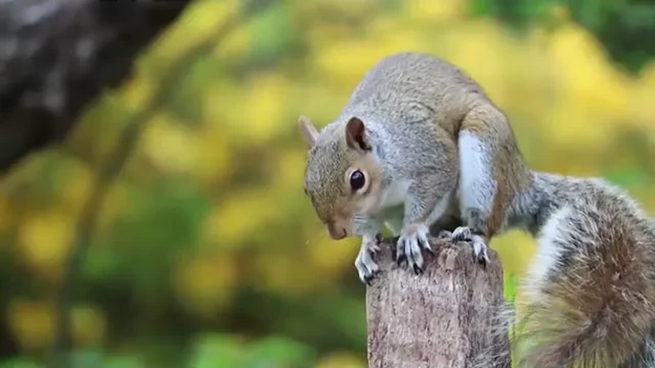 Cute animals - No Copyright Video