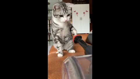 Have you ever seen Invincible Meow Meow Boxing?