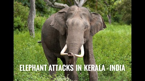 Views of an attacking elephant from Kerala