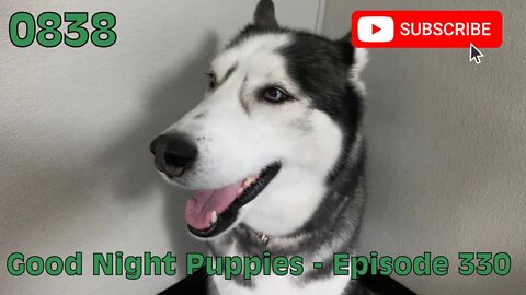 [0838] GOOD NIGHT PUPPIES - EPISODE 330 [#dogs #doggos #doggies #puppies #dogdaycare]