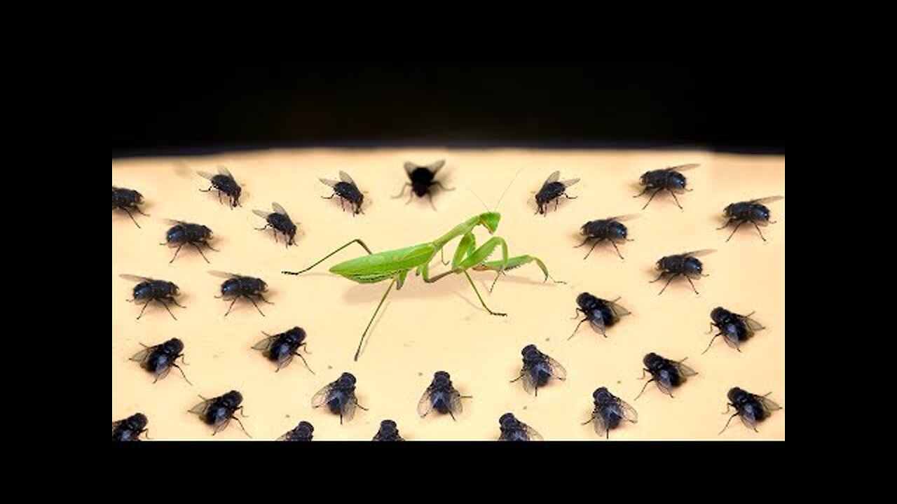 ANGRY MANTIS VS 100 FLIES! WOW!