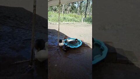 Suns out today Ducks are loving their pond