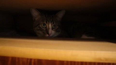 Mysterious Cat Lurks in the Dark