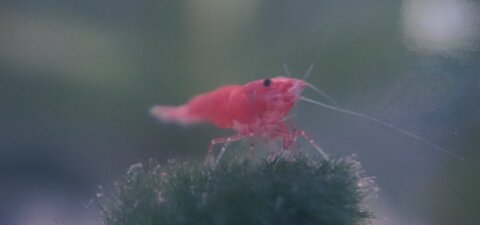 My Pet Shrimp