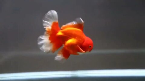 The most beautiful fish on earth | Best beautiful quality goldfish-7