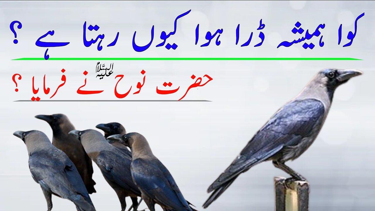 Kawa Hamesha Dara Huwa Kiyon Rehta Hai | Hazrat Nooh as ka Waqia | Sialdgk Voice