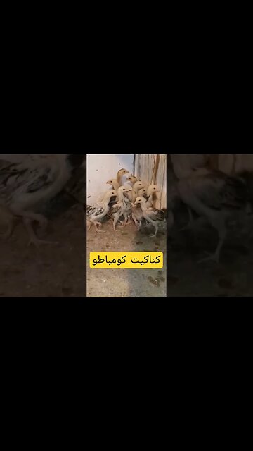 تربية دجاج كومباطو كيوت روعة