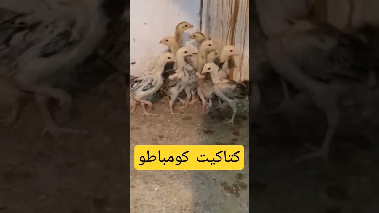 تربية دجاج كومباطو كيوت روعة