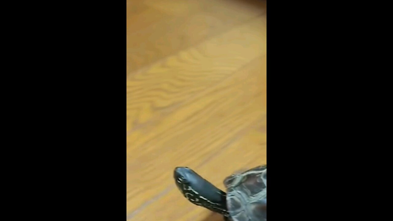 oh look at me I'm a turtle and I do turtle things