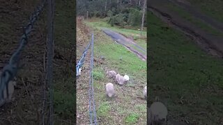 Free range guinea fowl