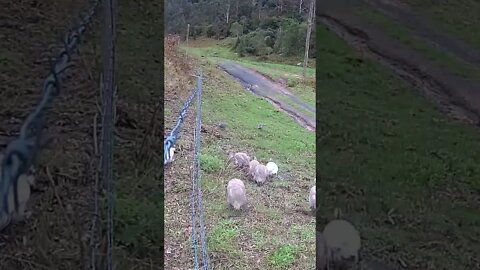 Free range guinea fowl