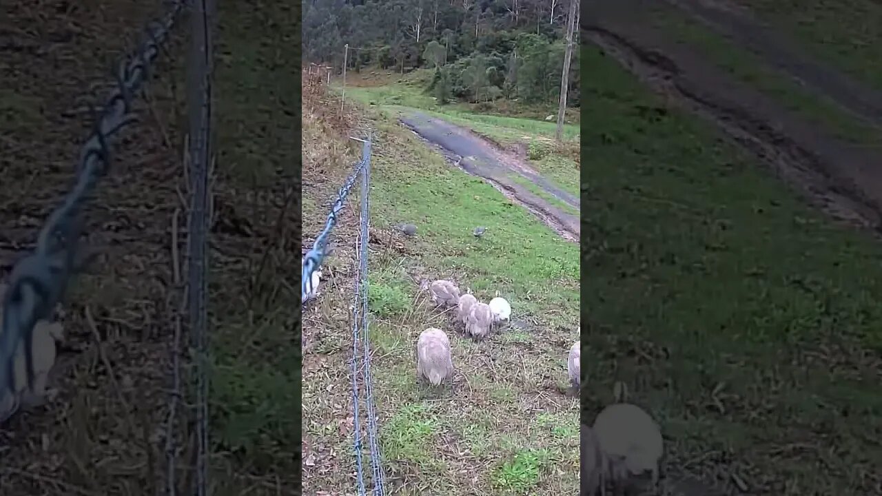 Free range guinea fowl