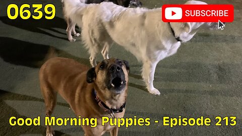 [0639] GOOD MORNING PUPPIES - EPISODE 213 [#dogs #doggos #doggies #puppies #dogdaycare]
