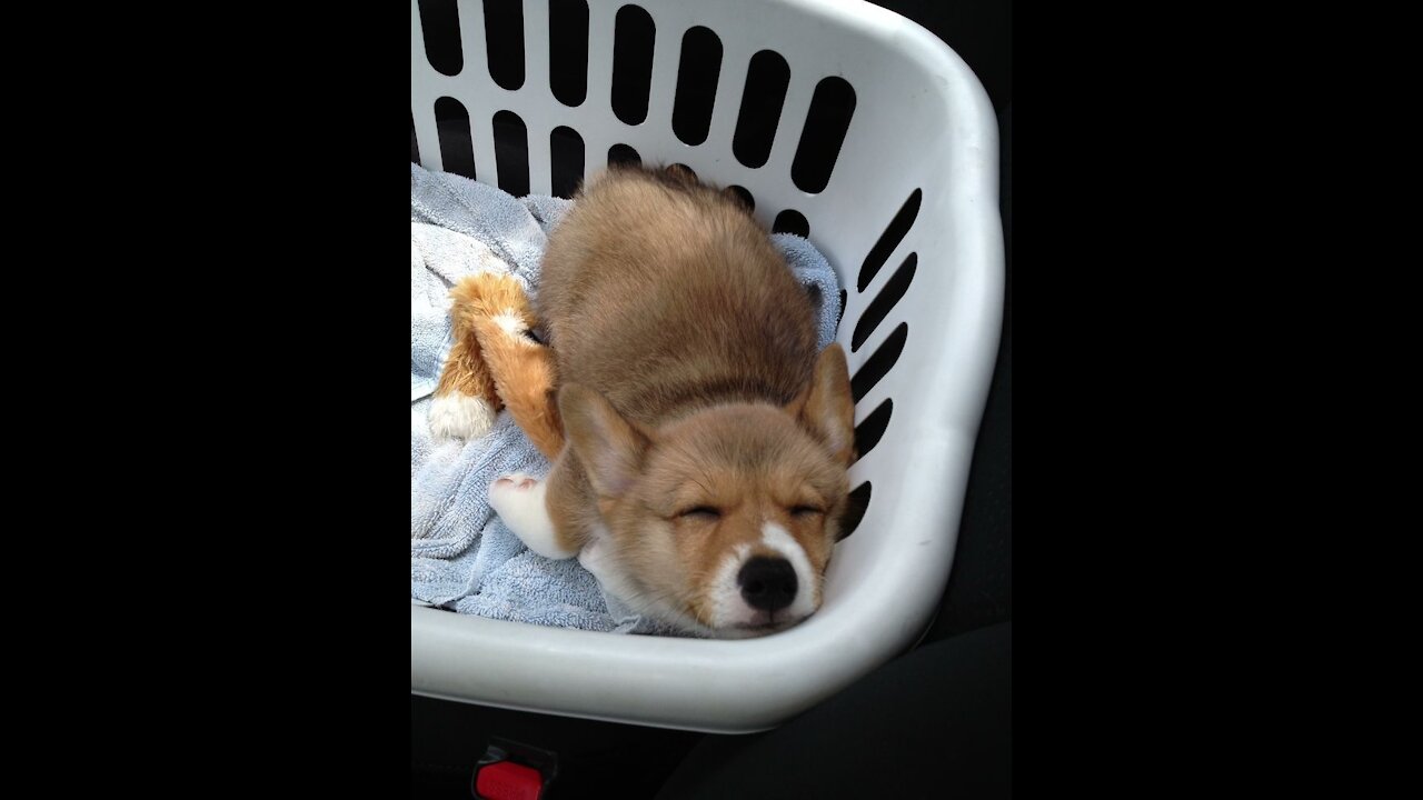 funny dogs,puppy-corgi-sleeping