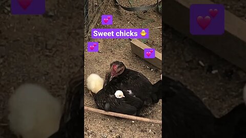 Sweet baby chicks 🐥💕